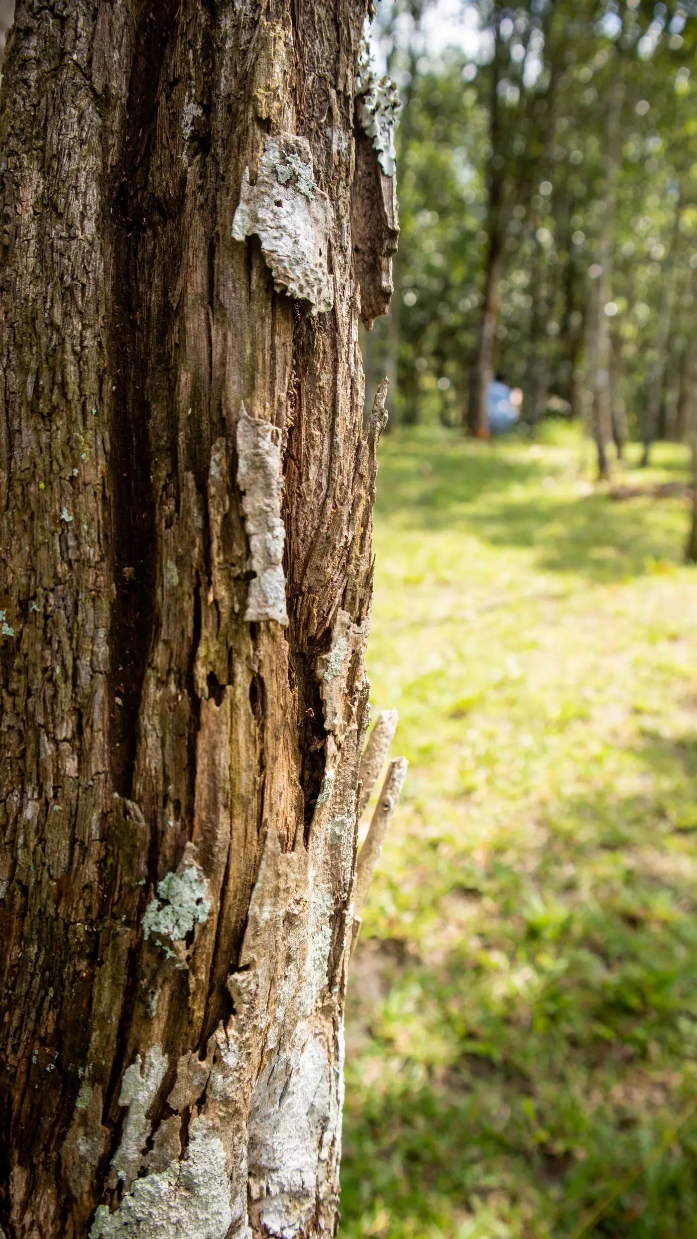 Westwood Group Site Investigation — photo 8